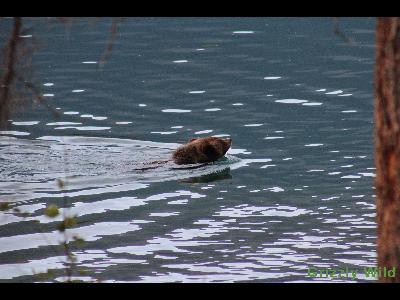 Grizzly Bears