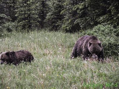 Grizzly Bears