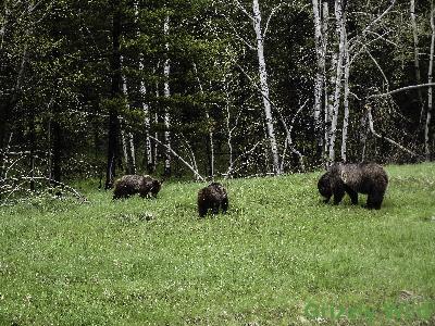 Grizzly Bears