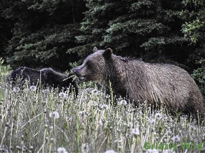 Grizzly Bears