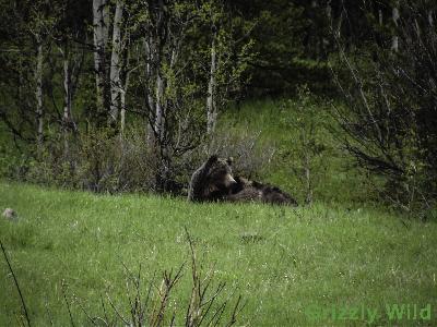 Grizzly Bears