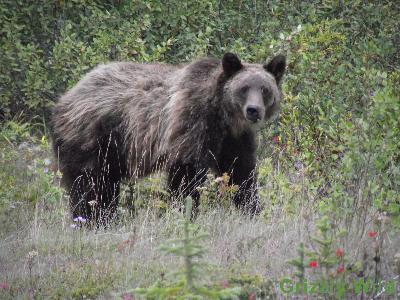 Grizzly Bears