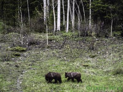 Grizzly Bears