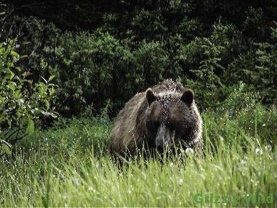 Grizzly Bears