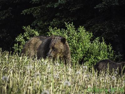Grizzly Bears
