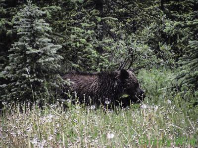 Grizzly Bears