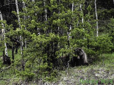 Grizzly Bears