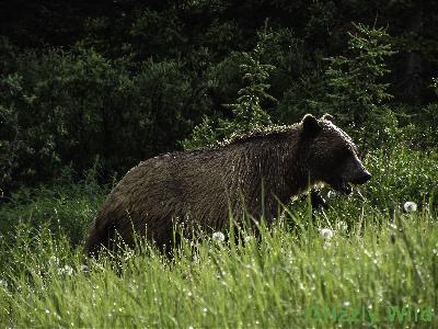 Grizzly Bears