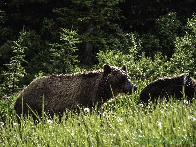 Grizzly Bears