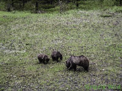 Grizzly Bears