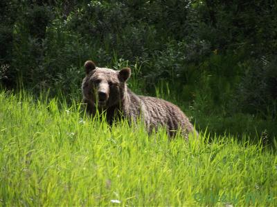 Grizzly Bears