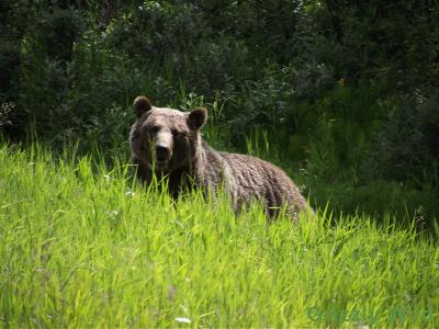 Grizzly Bears