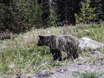 Grizzly Bears