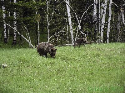 Grizzly Bears