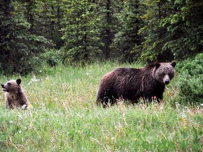 Grizzly Bears