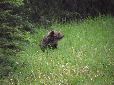 Grizzly Bears