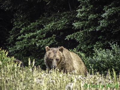 Grizzly Bears