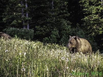 Grizzly Bears