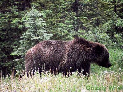 Grizzly Bears