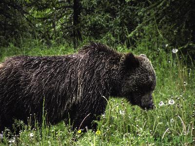 Grizzly Bears