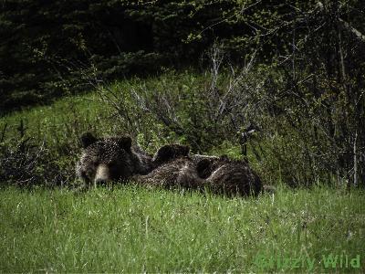 Grizzly Bears