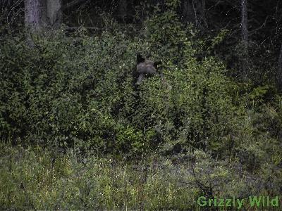 Grizzly Bears