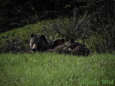 Grizzly Bears