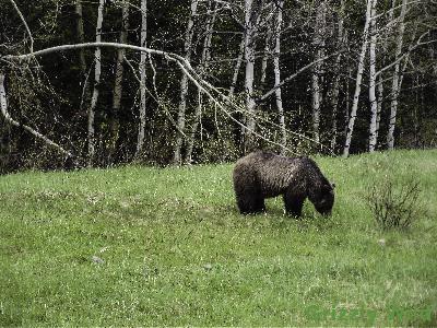 Grizzly Bears