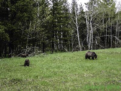 Grizzly Bears