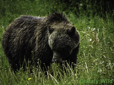 Grizzly Bears