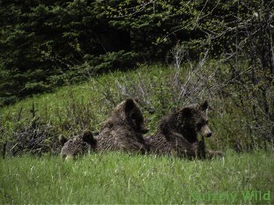 Grizzly Bears