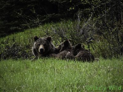 Grizzly Bears