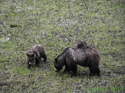 Grizzly Bears