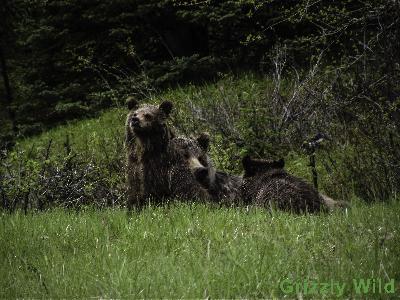 Grizzly Bears