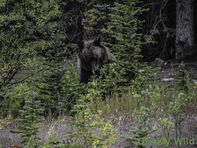 Grizzly Bears