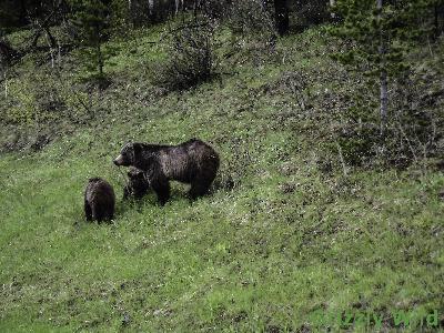 Grizzly Bears