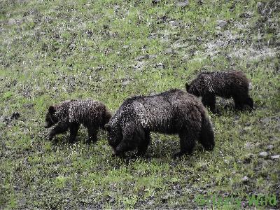 Grizzly Bears