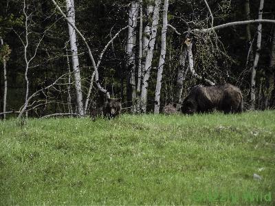 Grizzly Bears