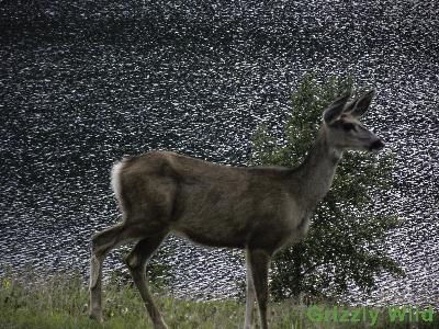 Deer