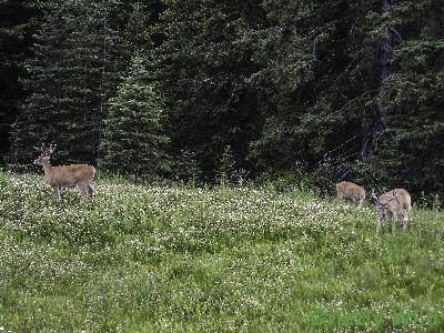 Deer