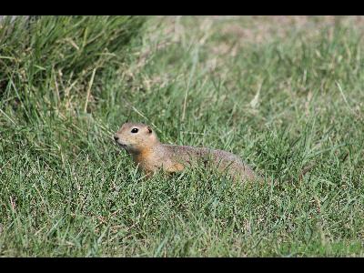 Small Animals