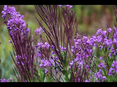 Wild Flowers & More