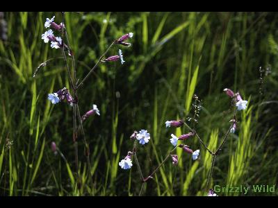 Wild Flowers & More
