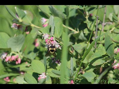 Wild Flowers & More