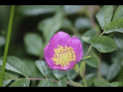 Wild Flowers & More