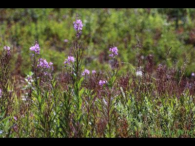 Wild Flowers & More