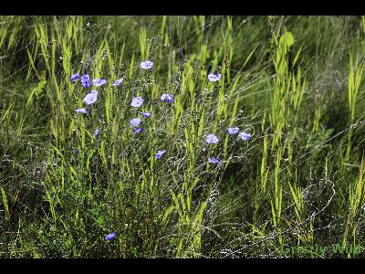 Wild Flowers & More