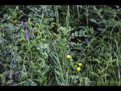 Wild Flowers & More