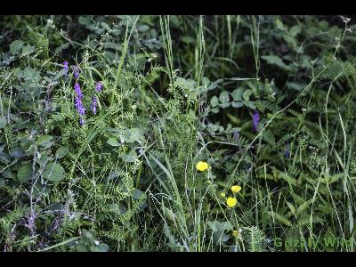 Wild Flowers & More