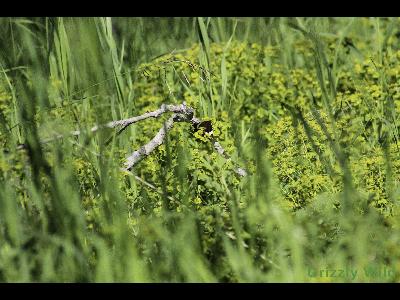 Wild Flowers & More